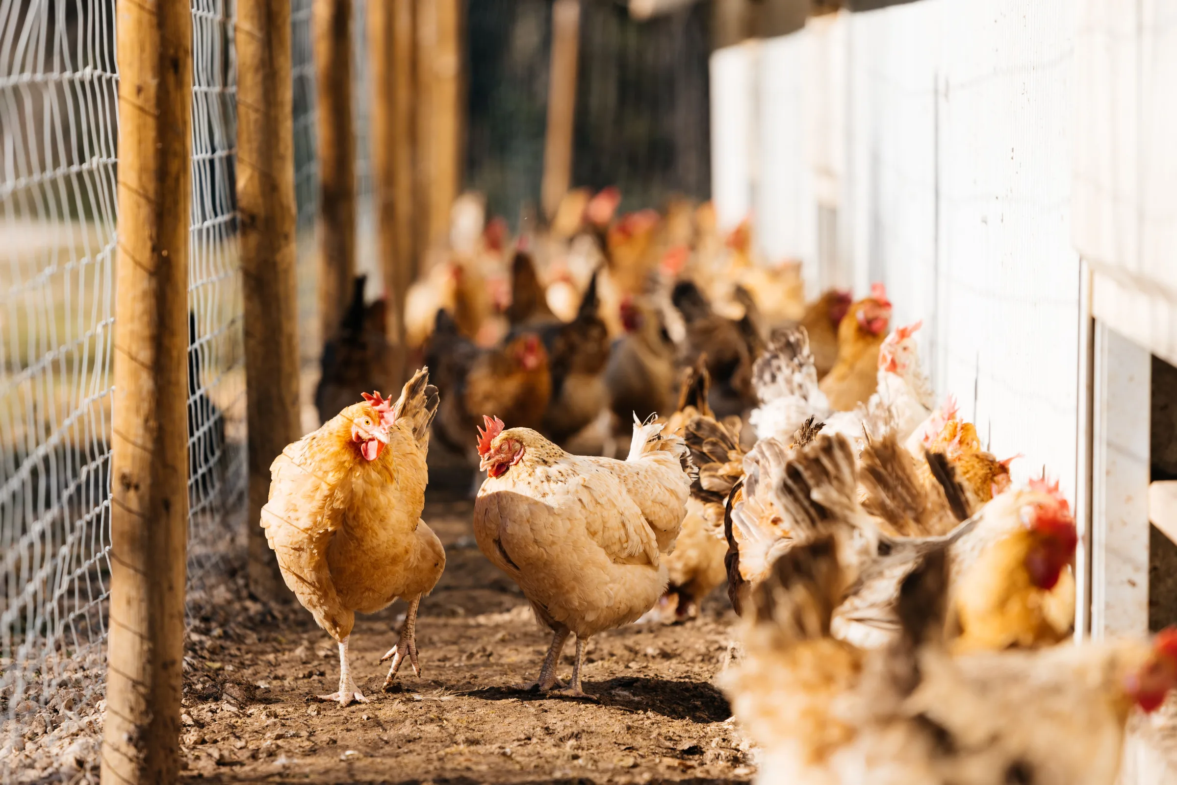 Solar for a Pampanga Poultry Farm: A Worked Example